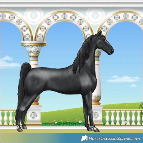 Horse Color:Black 