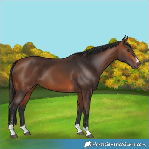 Horse Color:Bay 