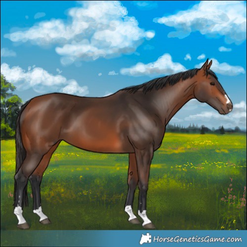 Horse Color:Bay 