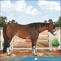 Horse Color:Bay 