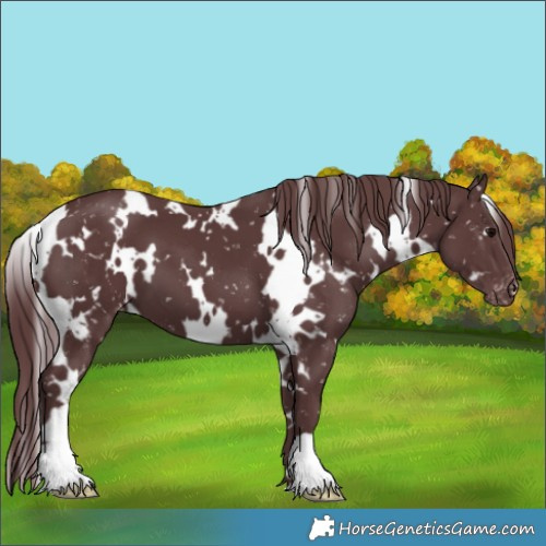Horse Color:White Spotted Chocolate Black Appaloosa 