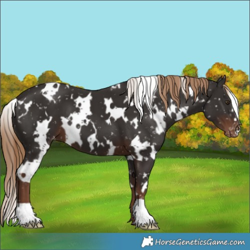Horse Color:White Spotted Liver Chestnut Appaloosa 