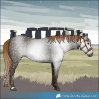 Horse Color:Gray Midnight Chestnut Ice
