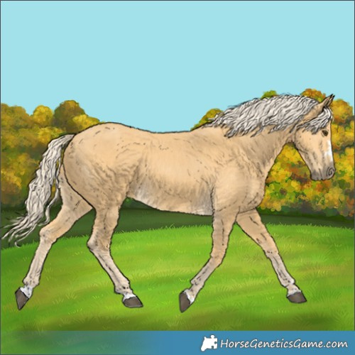 Horse Color:Palomino
