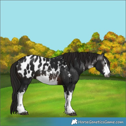 Horse Color:Gray White Spotted Brown Appaloosa 