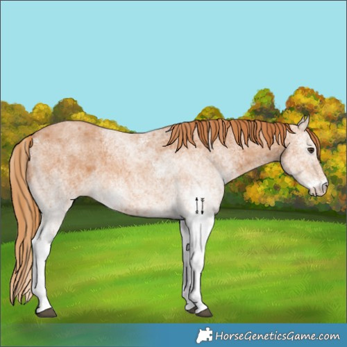 Horse Color:White Spotted Red Roan 