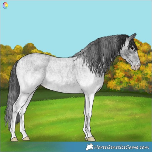 Horse Color:White Spotted Blue Roan Rabicano  and White Spotted Blue Roan Rabicano 