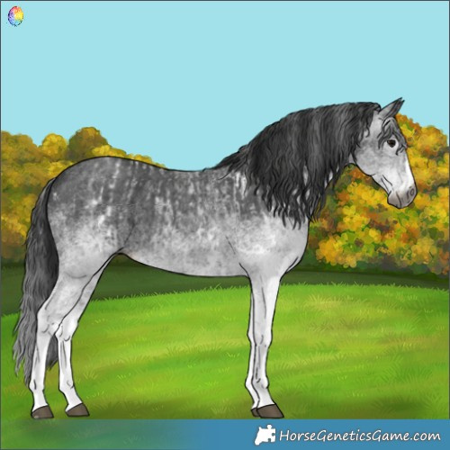 Horse Color:Gray White Spotted Black  and Gray White Spotted Black Splash 