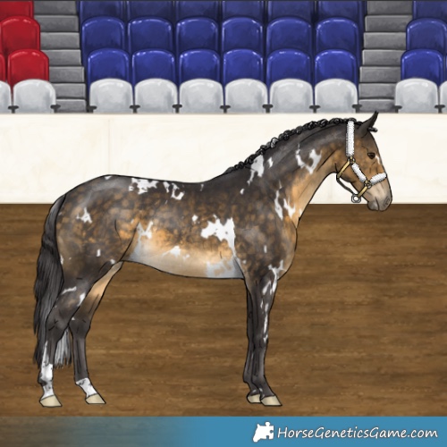 Horse Color:White Spotted Buckskin Rabicano 