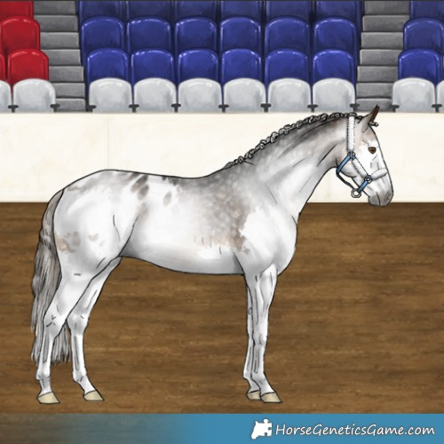 Horse Color:Gray Buckskin Splash Blanket Rabicano 