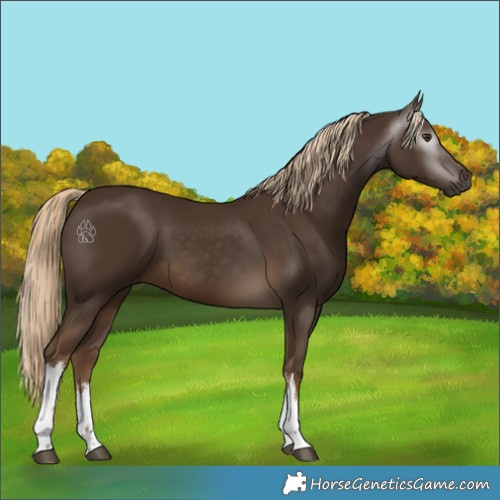 Horse Color:Unknown 