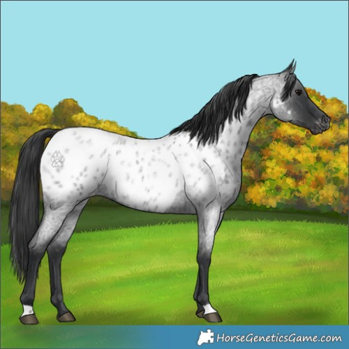 Horse Color:Blue Roan Appaloosa 