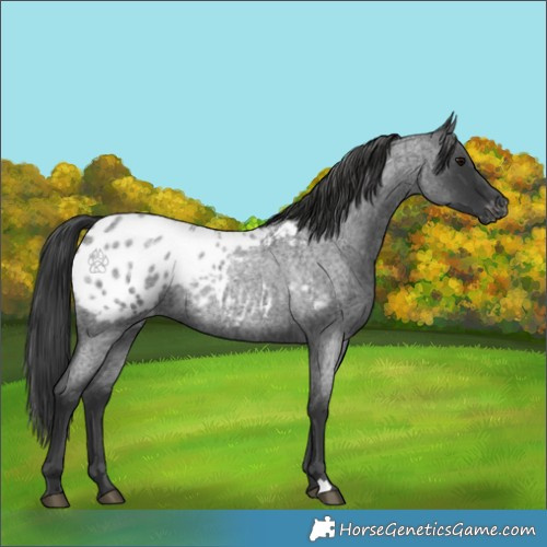 Horse Color:Blue Roan Appaloosa 