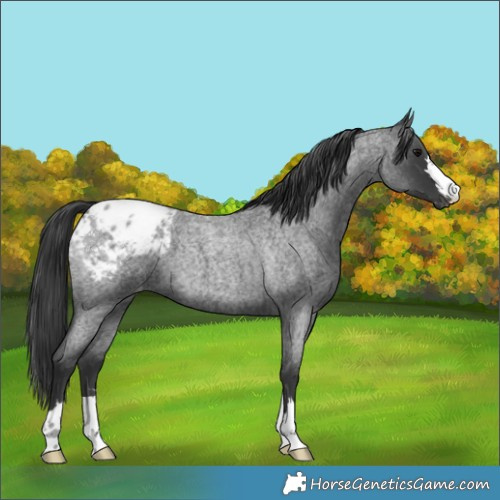 Horse Color:Blue Roan Appaloosa 