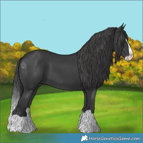 Horse Color:Black Splash 