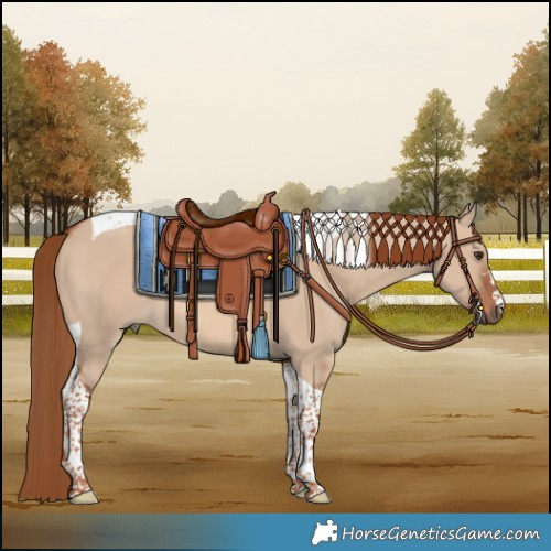 Horse Color:Red Dun Tobiano 