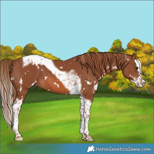 Horse Color:White Spotted Chestnut Splash Tobiano 
