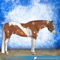 Horse Color:White Spotted Chestnut Splash Tobiano 