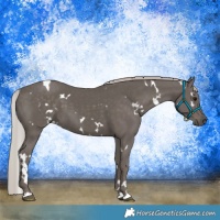 Horse Color:White Spotted Silver Black 