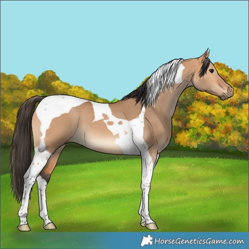 Horse Color:Bay Dun Tobiano 