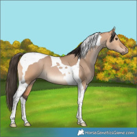 Horse Color:Bay Dun Tobiano 