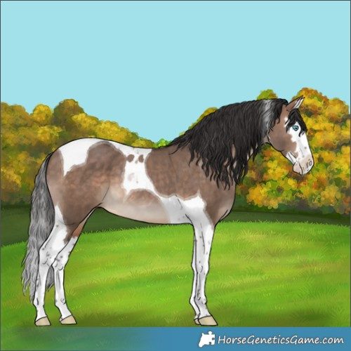 Horse Color:Brown Dun Splash Tobiano 