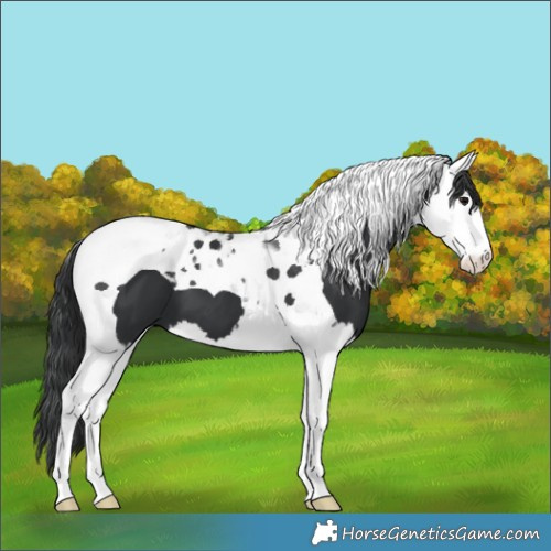 Horse Color:Black Splash Tobiano 