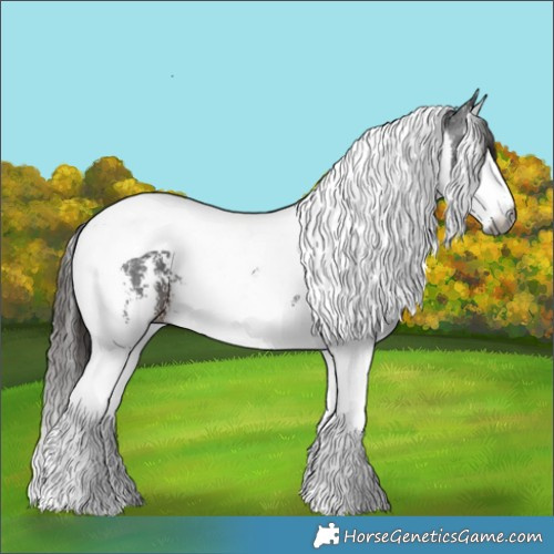 Horse Color:Gray Liver Chestnut Sabino Splash Tobiano 