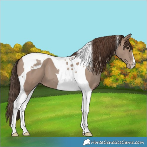 Horse Color:Classic Champagne Tobiano Appaloosa 