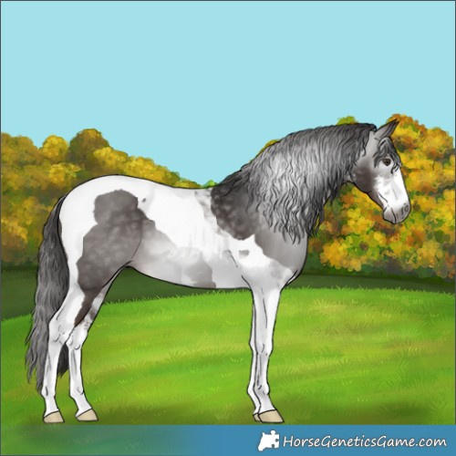 Horse Color:Gray White Spotted Liver Chestnut Tobiano