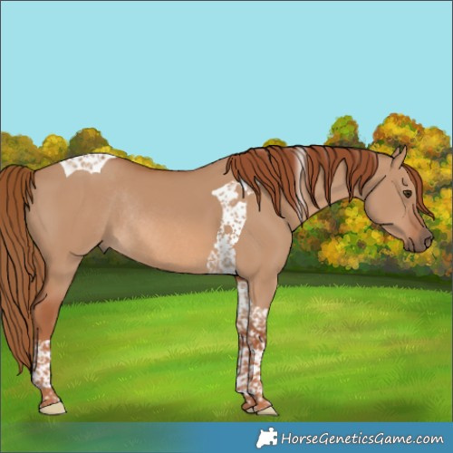 Horse Color:Red Dun Tobiano Rabicano 
