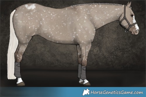 Horse Color:Silver Grullo Appaloosa 