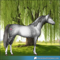Horse Color:Gray White Spotted Liver Chestnut 