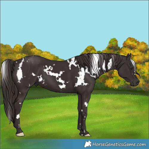 Horse Color:White Spotted Liver Chestnut 