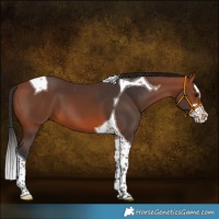 Horse Color:Bay Splash Tobiano 