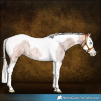 Horse Color:Silver Bay Roan Splash Tobiano 
