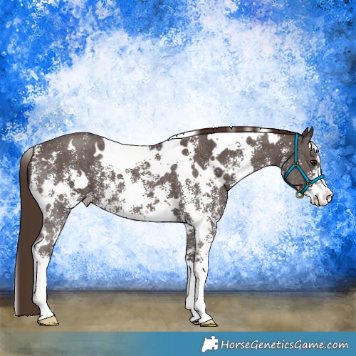 Horse Color:White Spotted Liver Chestnut Sabino 