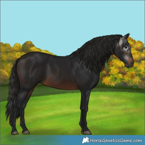 Horse Color:Gray White Spotted Bay 