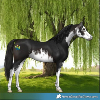 Horse Color:Gray White Spotted Bay 