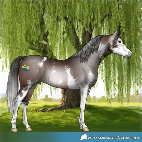 Horse Color:Gray Bay Sabino 