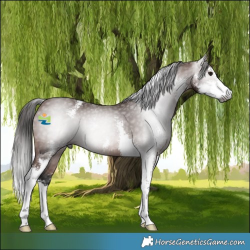 Horse Color:Gray Bay Sabino 