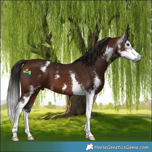 Horse Color:Gray Bay Sabino 