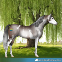 Horse Color:Gray Bay Sabino