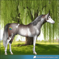 Horse Color:Gray Bay Sabino 