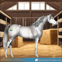 Horse Color:Gray Bay Sabino 