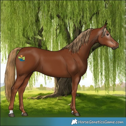 Horse Color:Gray Chestnut 