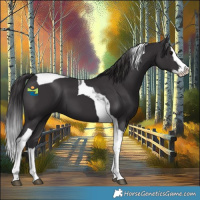 Horse Color:Smoky Black Splash Tobiano 