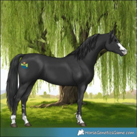 Horse Color:Black 