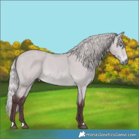 Horse Color:Chocolate Silver Bay Chinchilla 