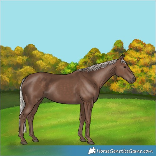 Horse Color:Silver Black Rabicano 